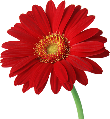 Gerbera Transparent Background (black, maroon, red)