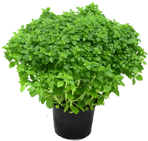 Herbs Transparent Background (black, gray)