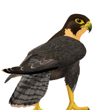 Peregrine Falcon Png Clipart (indigo, black)