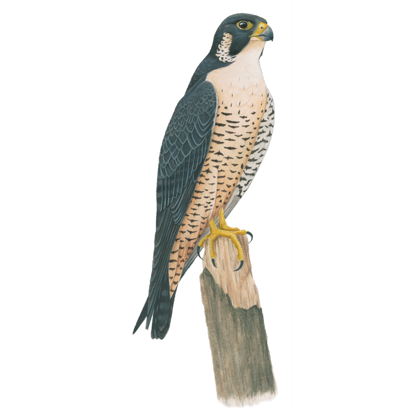 Peregrine Falcon Png Hd (indigo, black)