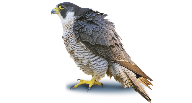 Peregrine Falcon Png Photo (white, gray, lavender, black, silver)