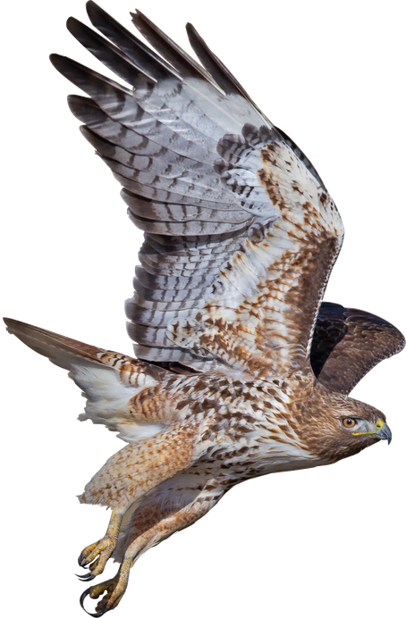 Peregrine Falcon Png Photos (black)