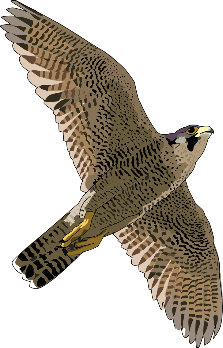 Peregrine Falcon Png Pic (black, maroon, olive, gray)