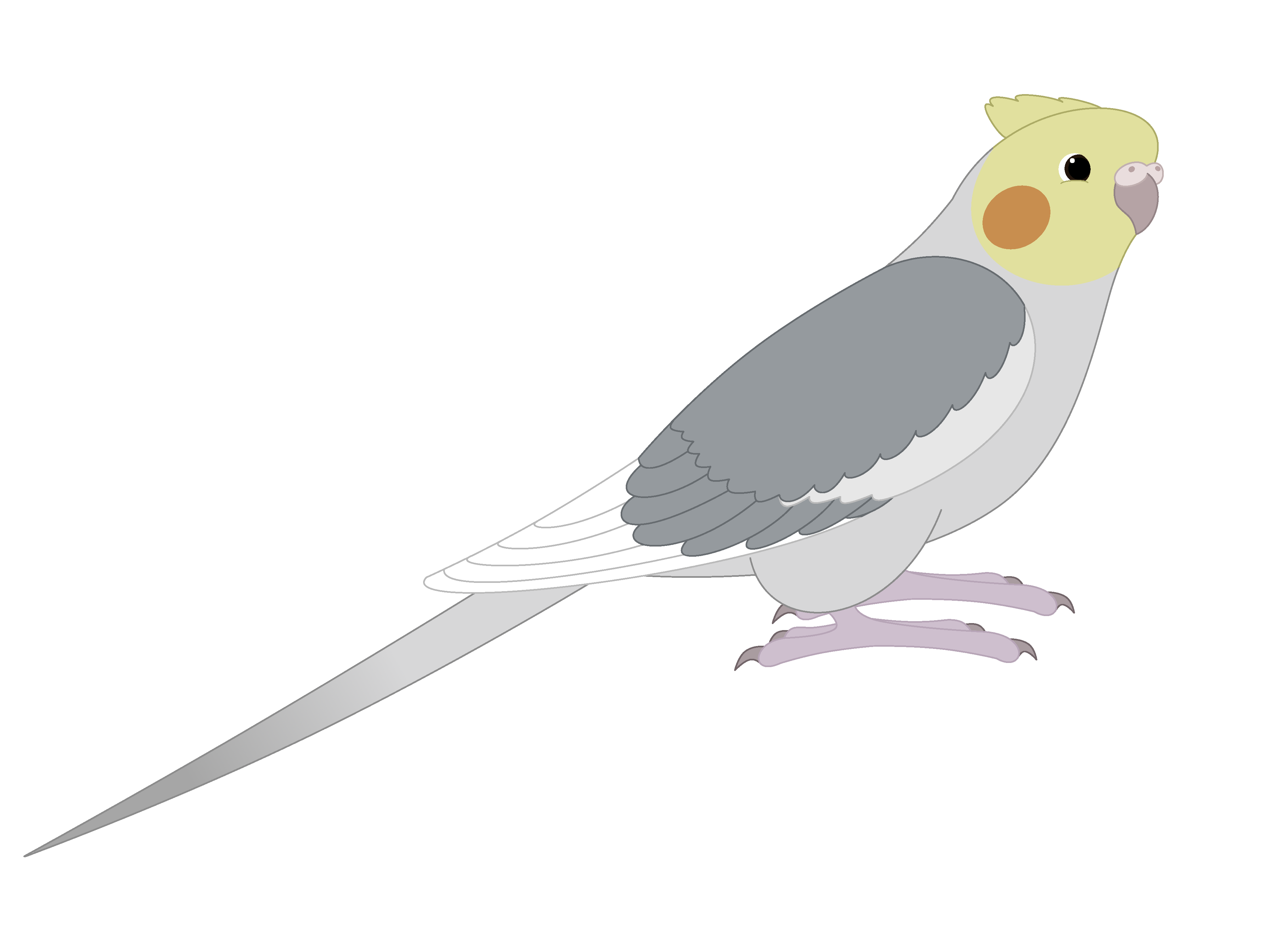 Peregrine Falcon Png Picture (white, gray, lavender, black, silver)