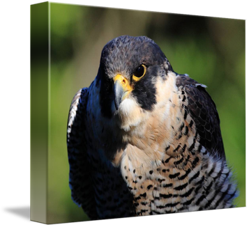 Peregrine Falcon Png Transparent (black)