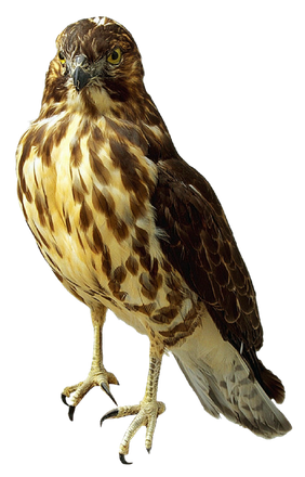 Peregrine Falcon Transparent Background (black)