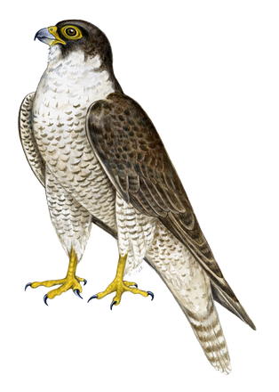 Peregrine Falcon Transparent Png (beige, gray, lavender, black, silver)