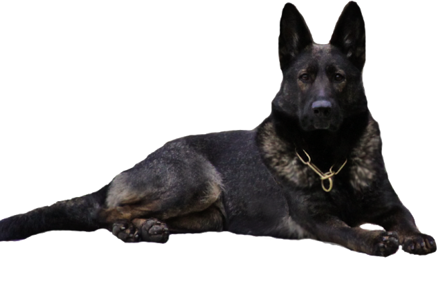 German Black Dog Transparent Png (black)