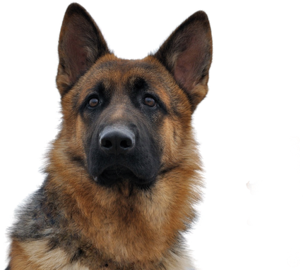 German Shepherd Download Png Isolated Image (black)