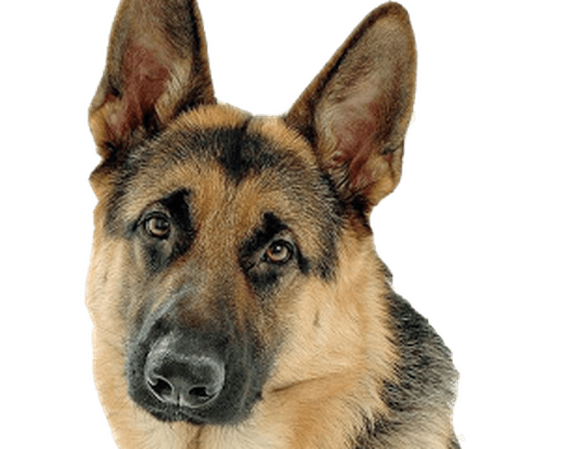 German Shepherd Png Hd (black, gray)