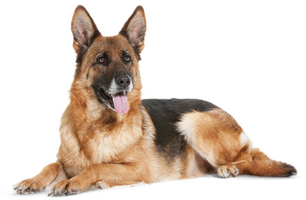 German Shepherd Png Isolated Transparent Hd Photo (black, gray, salmon, pink)