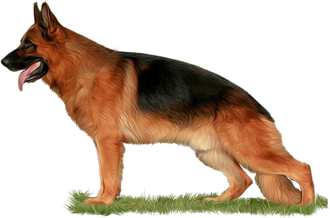 German Shepherd Png Isolated Transparent Image (black)