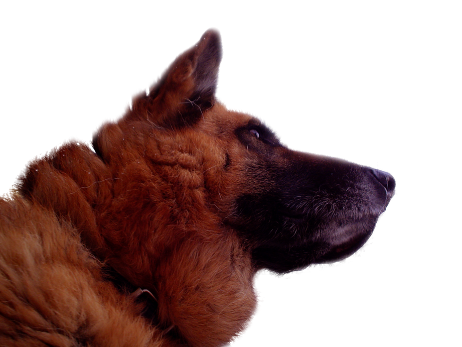 German Shepherd Png Isolated Transparent (black)