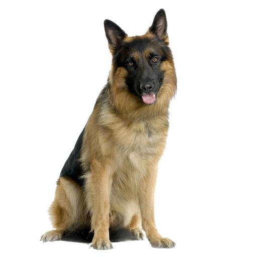 German Shepherd Png Pic (black, gray)