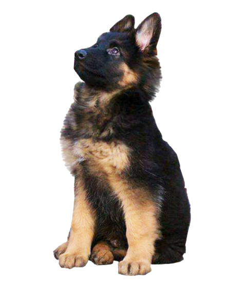 German Shepherd Png Transparent Picture (black)