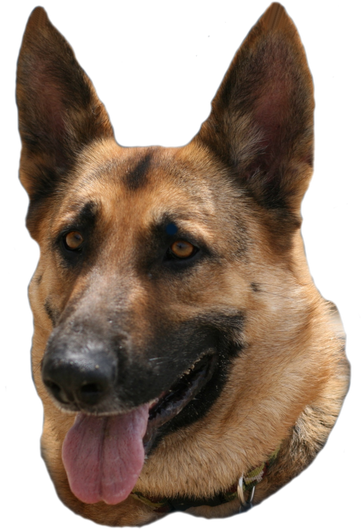 German Shepherd Png Transparent (black)