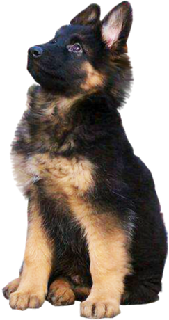 German Shepherd Png (black)