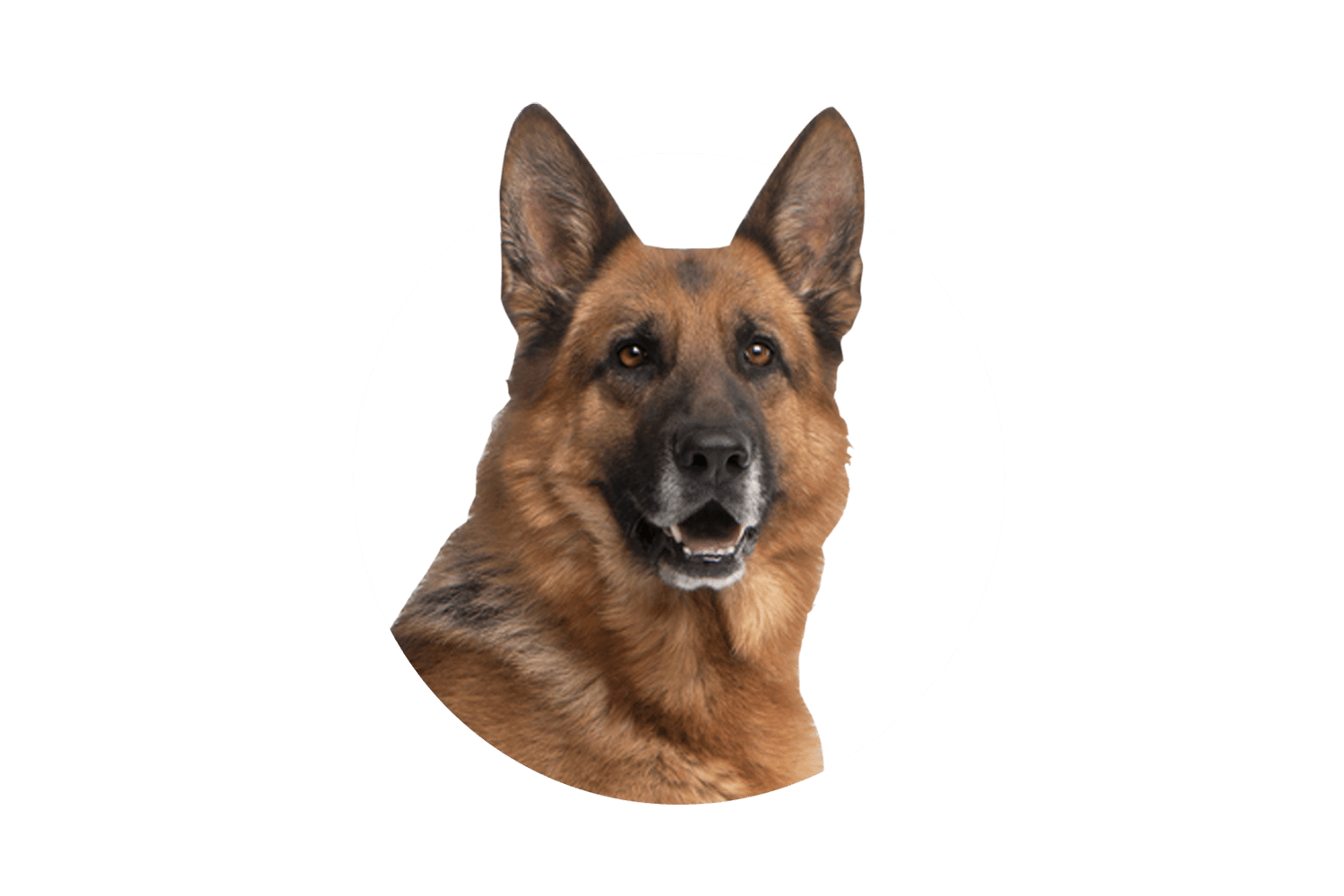 German Shepherd Transparent Images Png (gray, white)