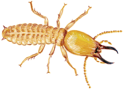 Termite Download Png Image (black)