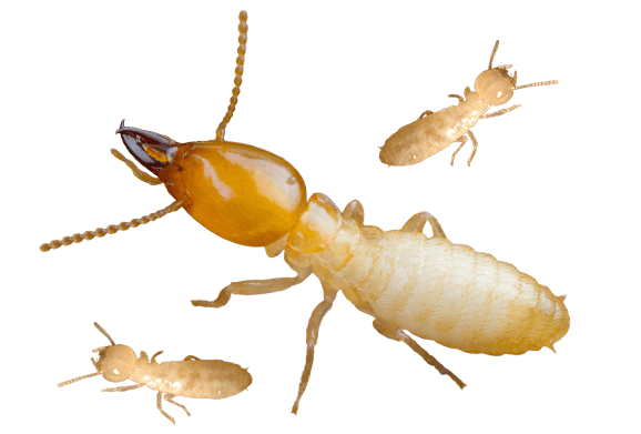 Termite Png Background Image (black)