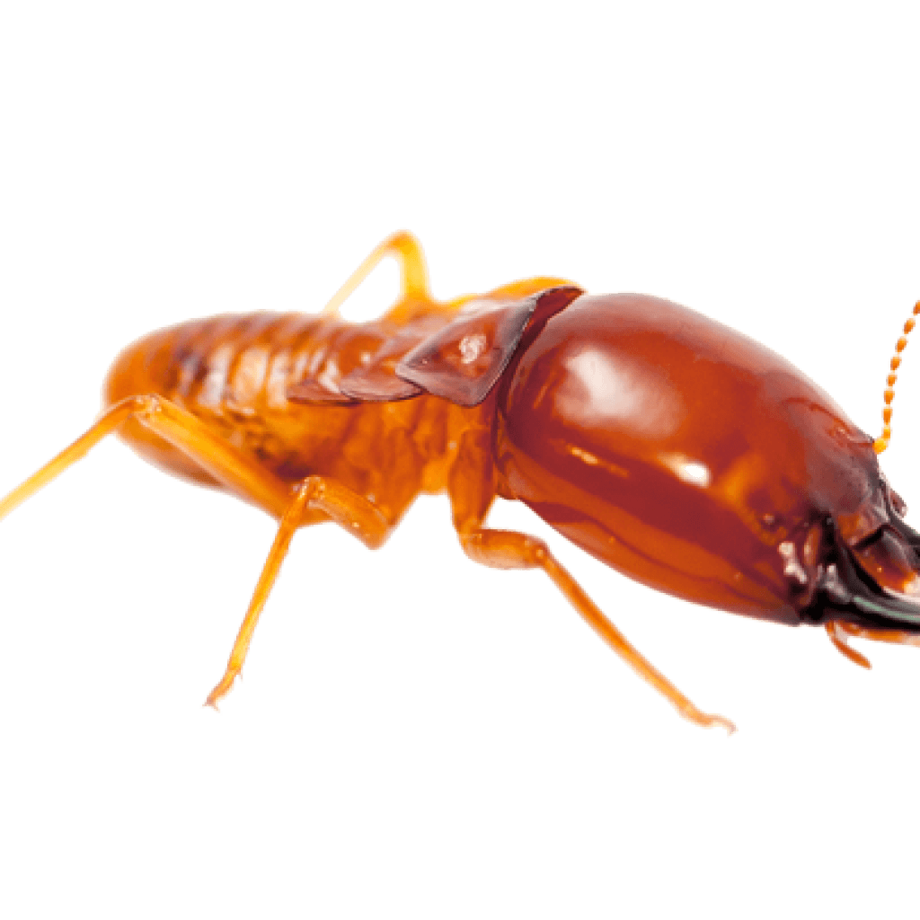 Termite Png File (gray)