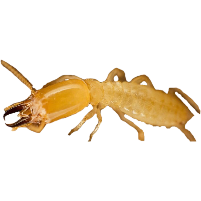 Termite Png Free Download (black, gray, chocolate)