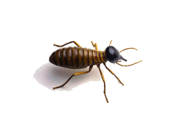 Termite Png Image (lavender, silver, beige, white)