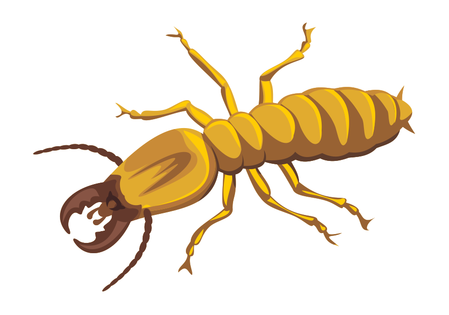 Termite Png Photos (lavender, indigo, black, white, orange)