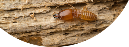 Termite Png Pic (maroon, black, gray, salmon)