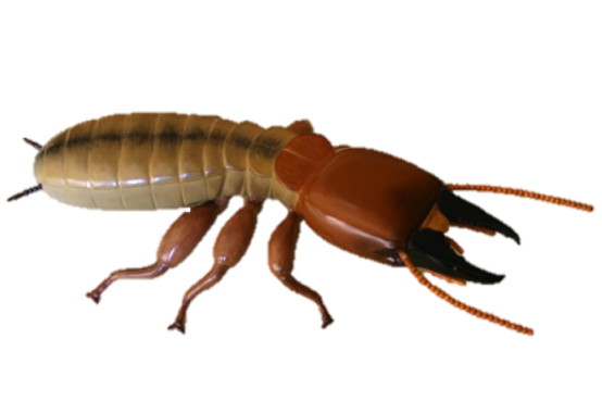 Termite Png Transparent Hd Photo (maroon, black)