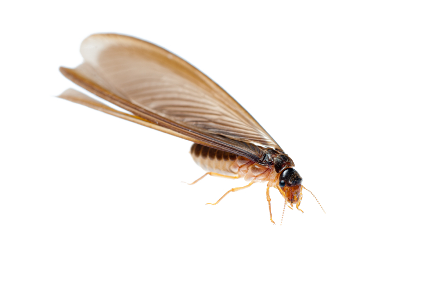 Termite Png Transparent Image (gray, silver, white)