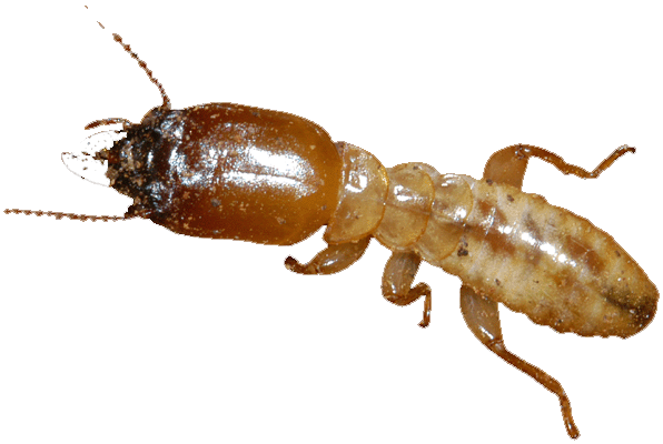 Termite Png Transparent Picture (lavender, white)