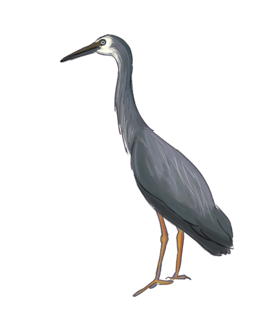 Heron Download Png Image (indigo, black, gray)