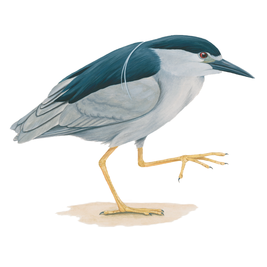 Heron Png Image (black, gray, silver, pink)