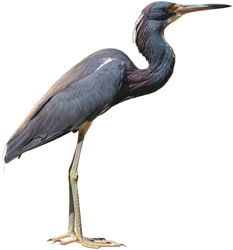 Heron Png Photo (black, gray)