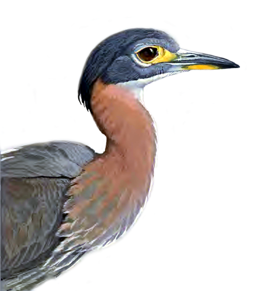 Heron Png Picture (black)