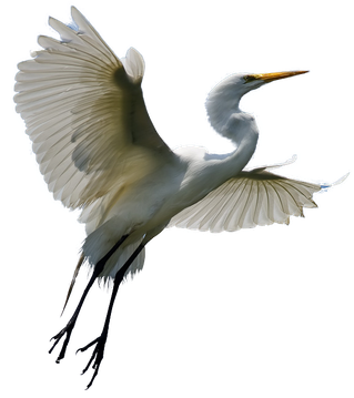 Heron Transparent Background (black, gray, silver)