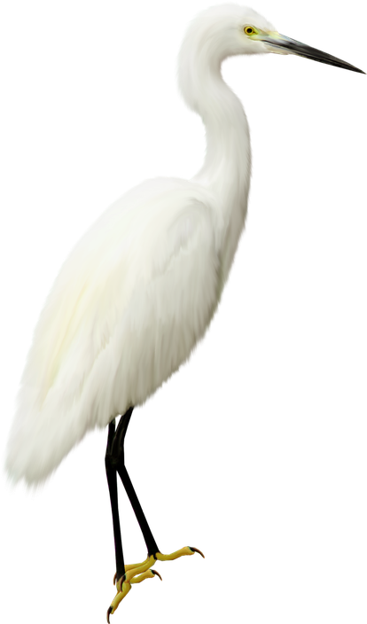 Heron Transparent Png (black, beige, white)