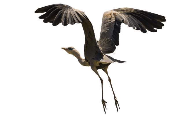 Herons Download Png Image (gray)