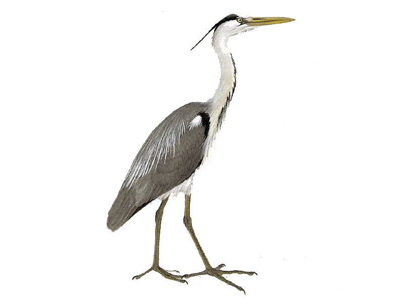 Herons Png Clipart (black)