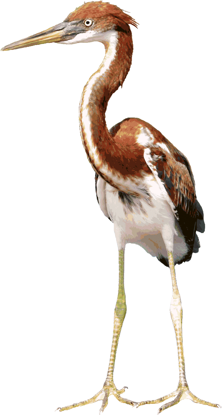 Herons Png Free Download (black)