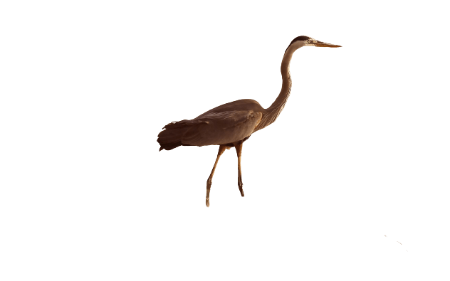 Herons Png Hd (gray)