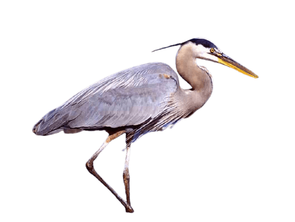 Herons Png Image (gray)