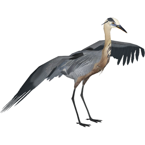 Herons Png Isolated File (black)