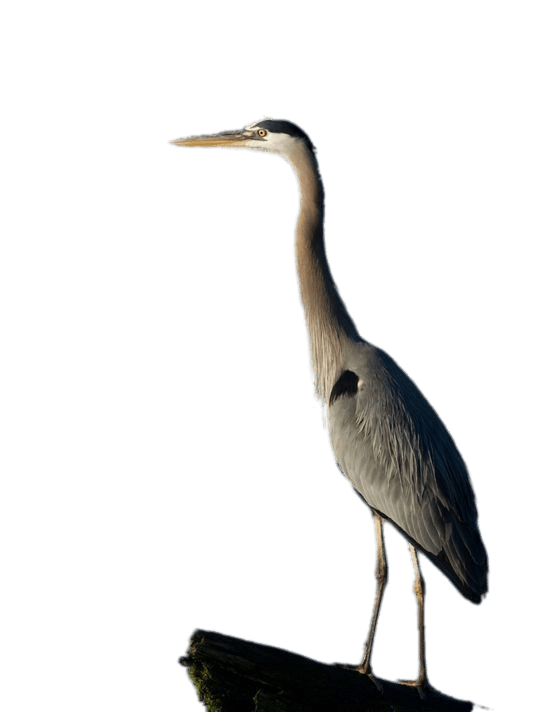 Herons Png Isolated Image (black, gray)