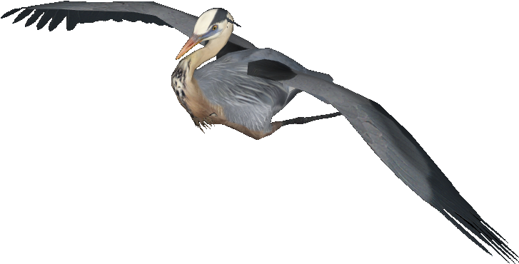 Herons Png Isolated Photo (black)