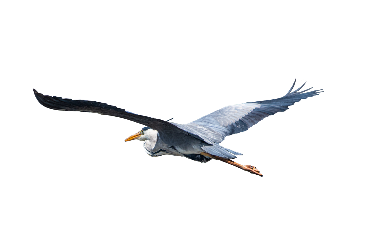 Herons Png Photos (black)