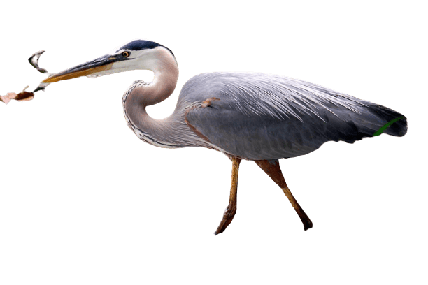 Herons Png Pic (gray)