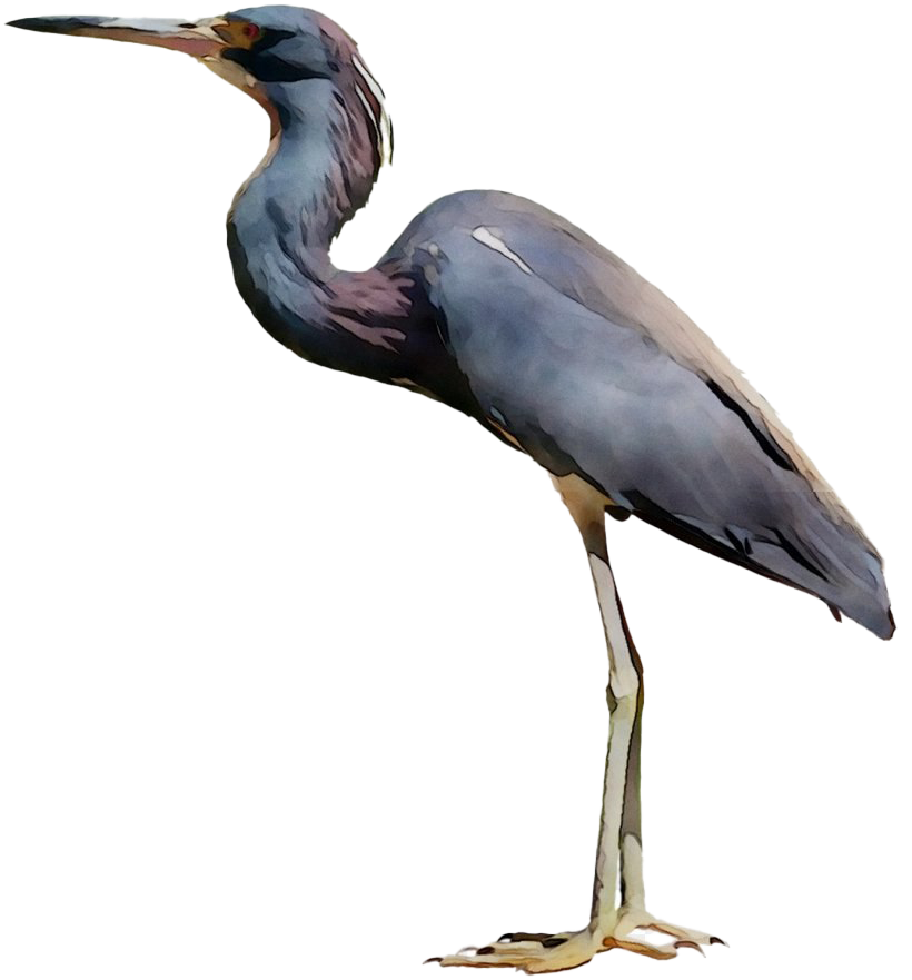 Herons Png Transparent (black, white)