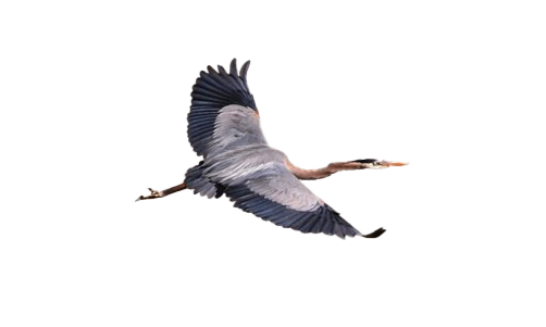 Herons Png (gray, white)